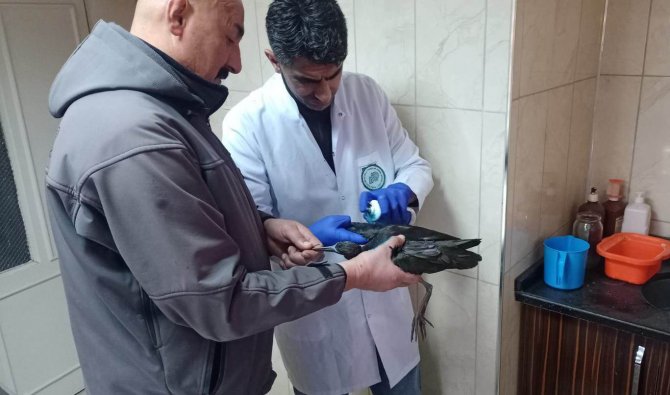 Yaralı Bulunan Çeltikçi Kuşu Ve Kızıl Şahin Tedaviye Alındı