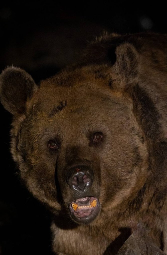Özlenen Kış Gelmedi, Ayılar Kış Uykusuna Yatmadı