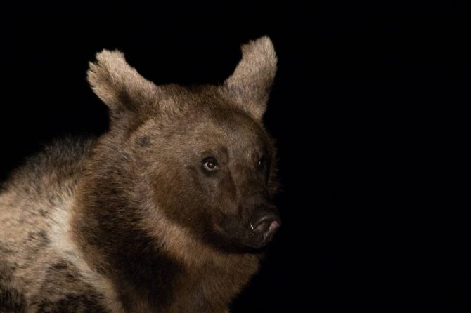 Özlenen Kış Gelmedi, Ayılar Kış Uykusuna Yatmadı