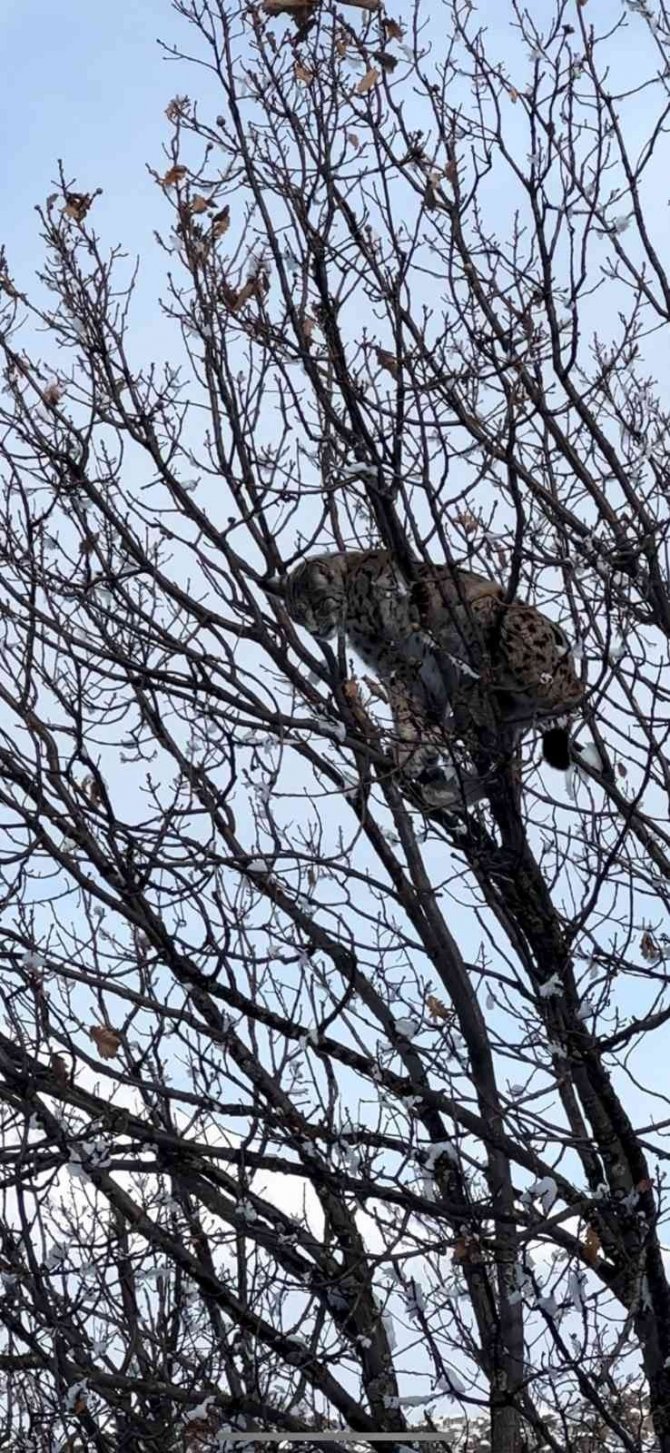 Ağaçta Mahsur Kalan Vaşağı, Ekipler Kurtardı