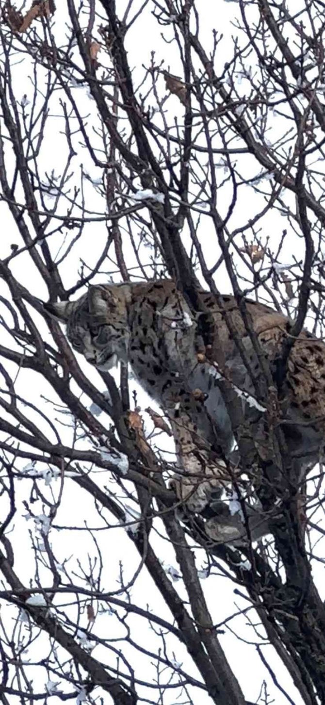 Ağaçta Mahsur Kalan Vaşağı, Ekipler Kurtardı