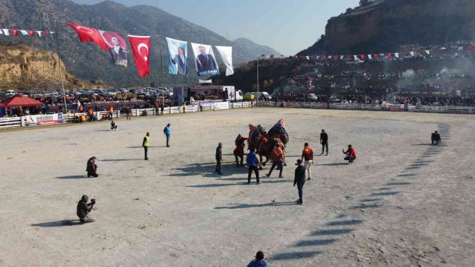 Aydın’da Deve Güreşleri Panayır Havasında Geçti