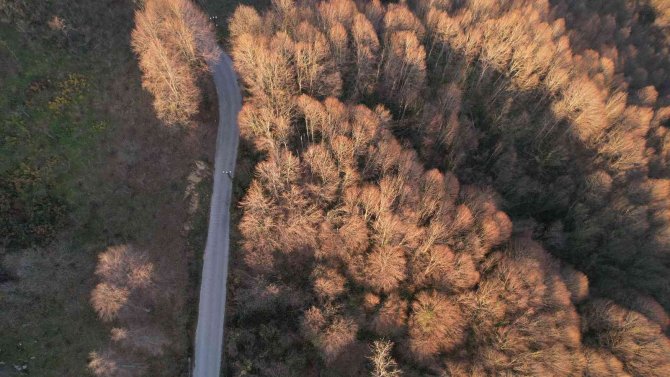 Zonguldak Ormanlarında Kış Güzelliği