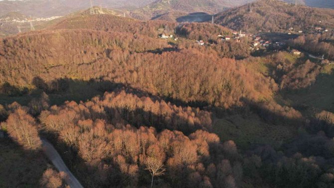 Zonguldak Ormanlarında Kış Güzelliği