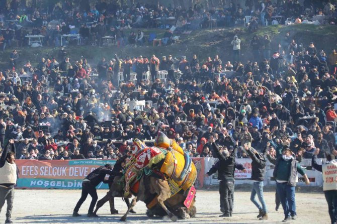 41. Uluslararası Efes Selçuk Deve Güreşleri Festivali Başlıyor