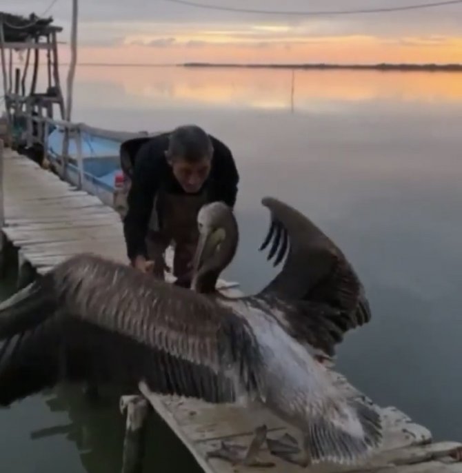Pelikanla, Balıkçının Dostluğu