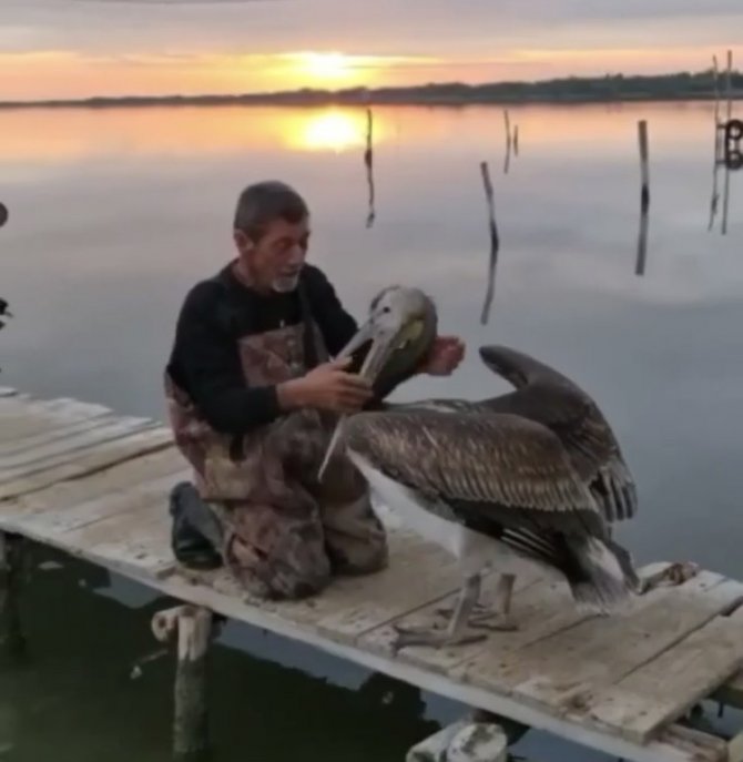 Pelikanla, Balıkçının Dostluğu