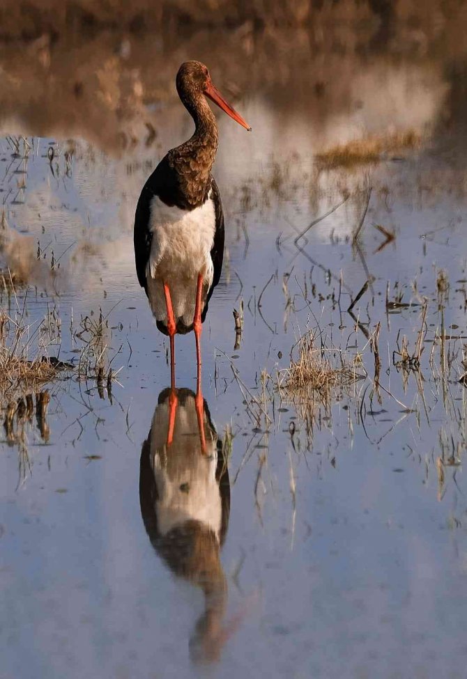Kara Leylek İlk Kez Görüntülendi