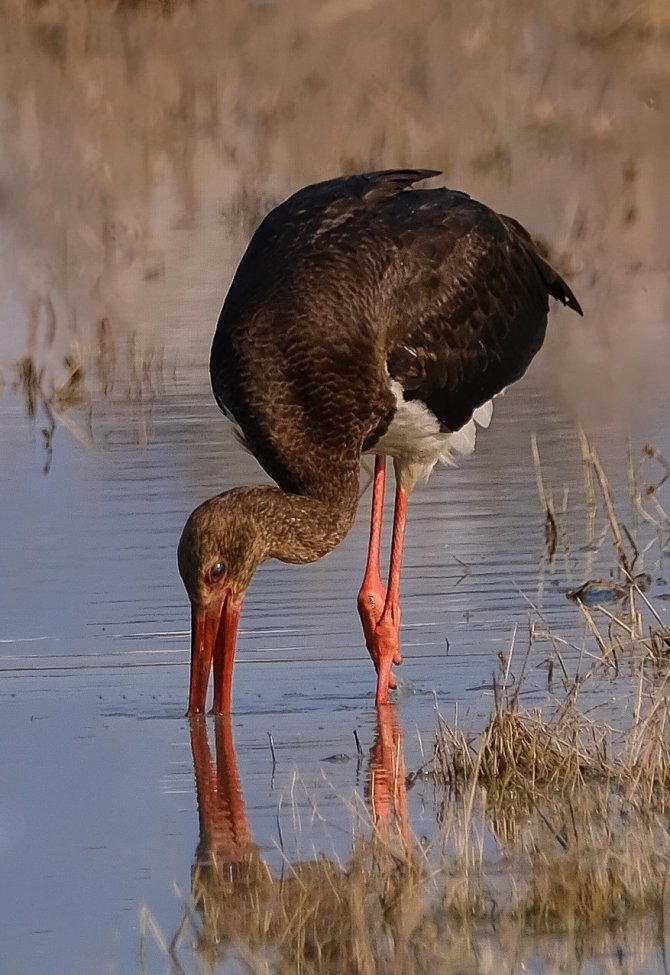 Kara Leylek İlk Kez Görüntülendi