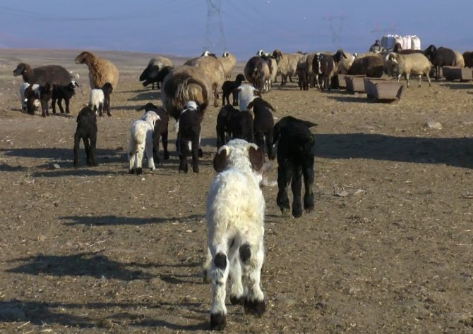 Muş’ta 550 Bin Kuzu Ve 40 Bin Oğlağın Doğumu Bekleniyor