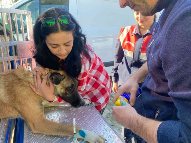 Yaralı Köpek, Jandarma Tarafından Kurtarıldı