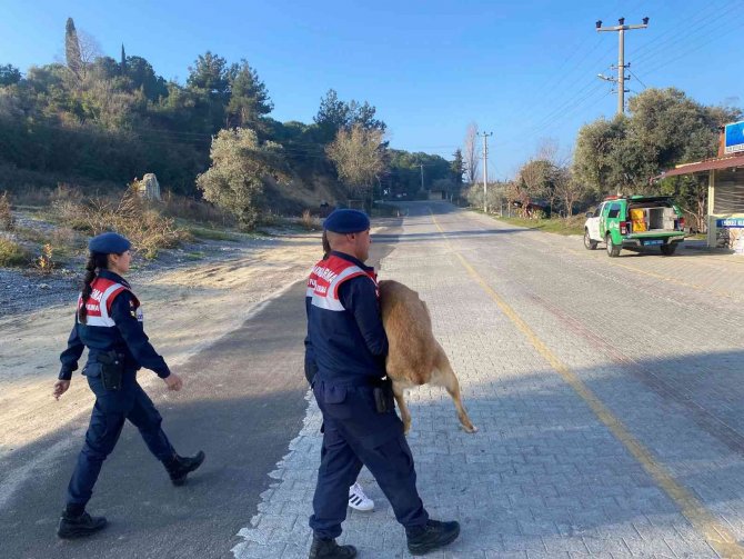 Yaralı Köpek, Jandarma Tarafından Kurtarıldı