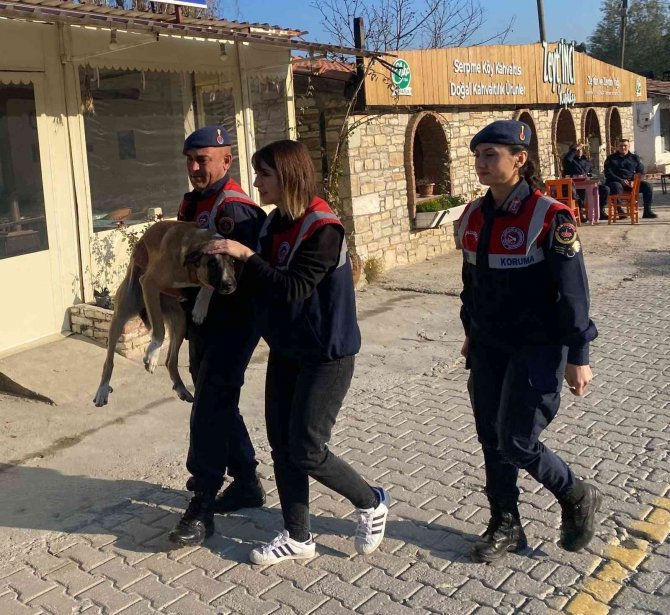 Yaralı Köpek, Jandarma Tarafından Kurtarıldı