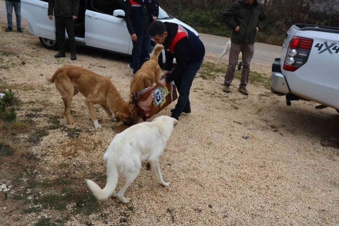 Bilecik’te Sokak Hayvanları Unutulmadı