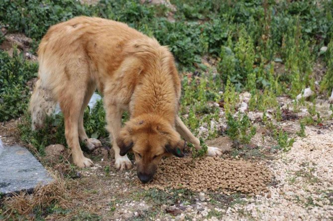 Bilecik’te Sokak Hayvanları Unutulmadı