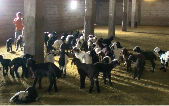Muş’ta 550 Bin Kuzu Ve 40 Bin Oğlağın Doğumu Bekleniyor