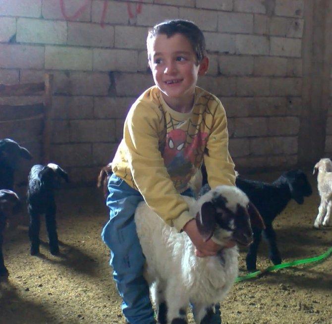 Muş’ta 550 Bin Kuzu Ve 40 Bin Oğlağın Doğumu Bekleniyor