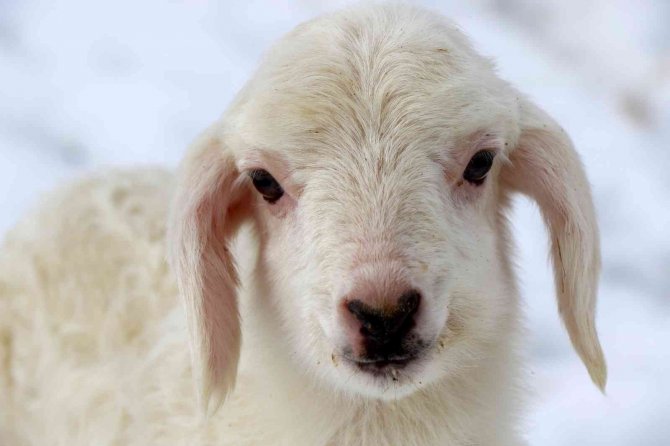 Erzincan’da 2023 Yılının İlk Kuzuları Dünyaya Geldi