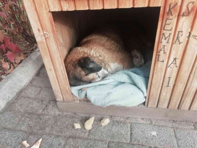 Soğuk Havada Sokak Hayvanları Kulübelere Çekildi