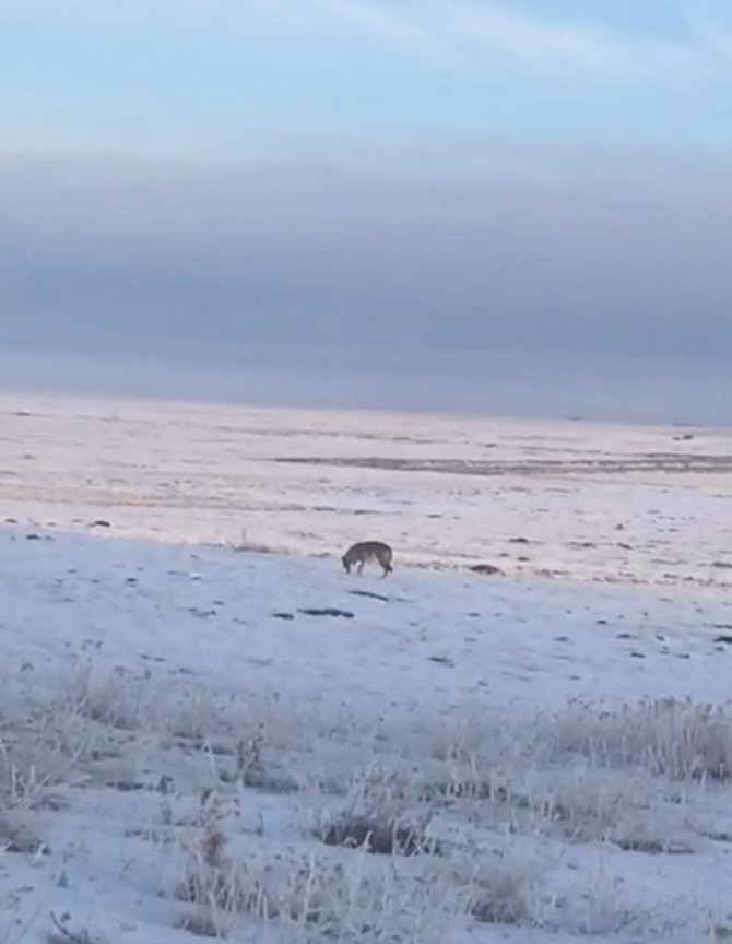 Dondurucu Soğuk Sebebiyle Aç Kalan Kurt, Ardahan Ovası’na İndi