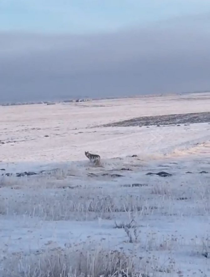 Dondurucu Soğuk Sebebiyle Aç Kalan Kurt, Ardahan Ovası’na İndi