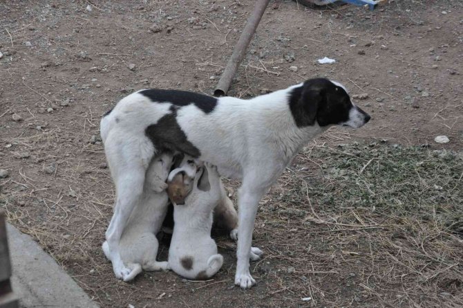 Kars’ta Anne Köpek Yavrularını Doyurdu