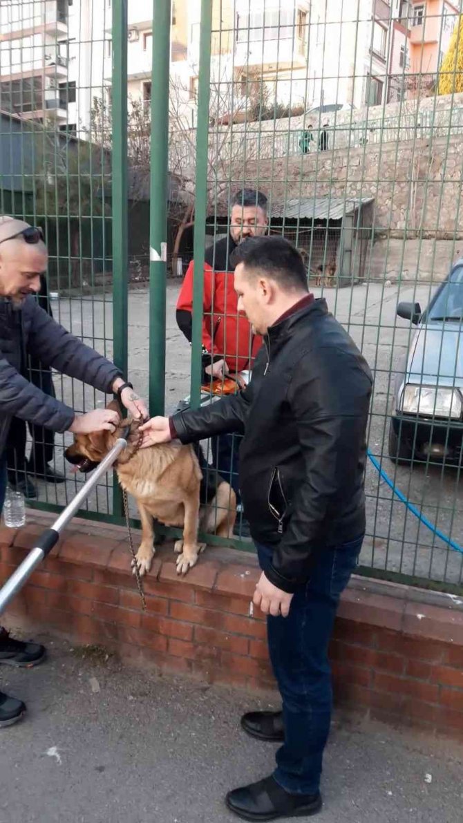 Tel Örgülerin Arasına Sıkışan Köpeğe Kurtarma Operasyonu