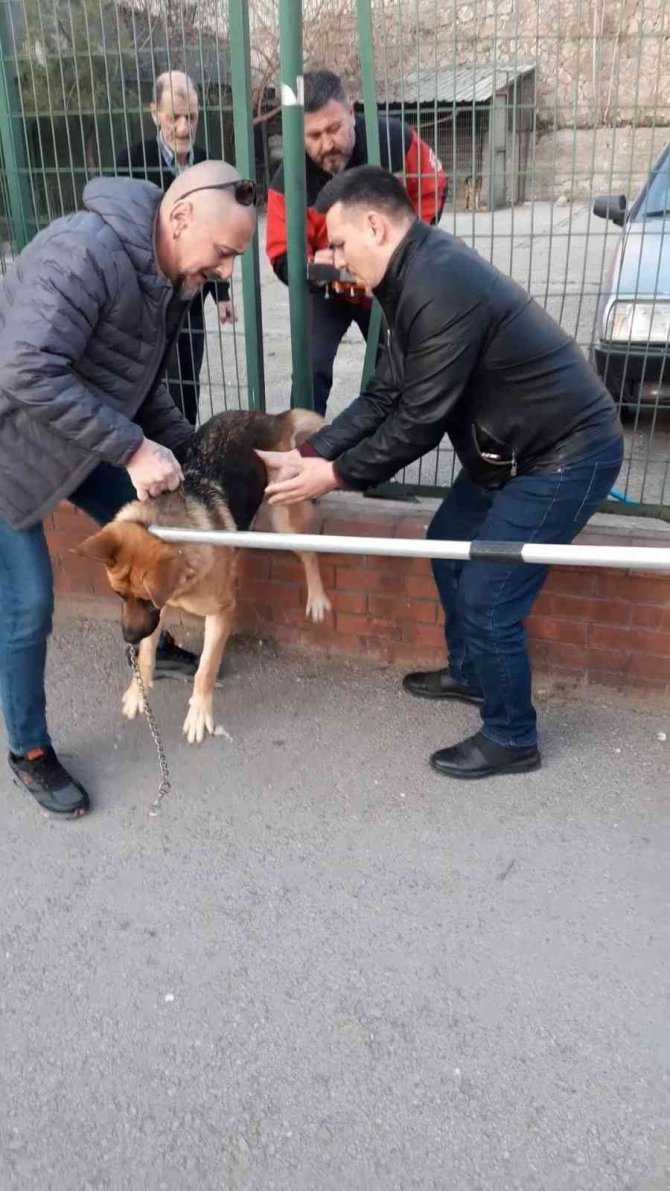 Tel Örgülerin Arasına Sıkışan Köpeğe Kurtarma Operasyonu