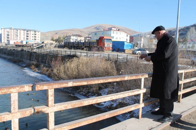 Sibirya’dan Göç Eden Yeşilbaşlı Ördekler Bayburt’u Sevdi