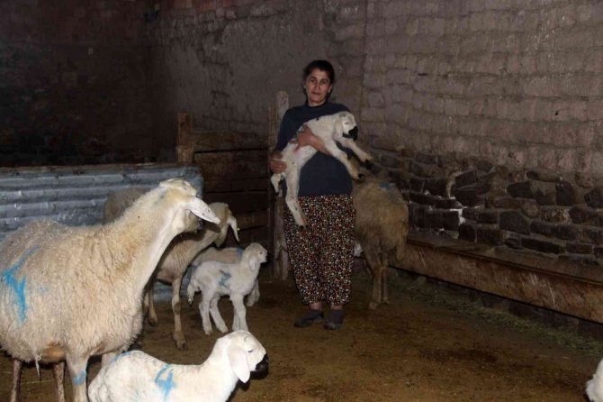 Sivas’ta 2023 Yılının İlk Kuzuları Dünyaya Geldi