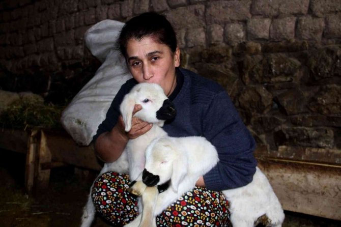 Sivas’ta 2023 Yılının İlk Kuzuları Dünyaya Geldi