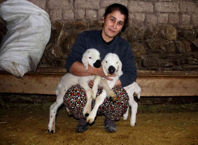 Sivas’ta 2023 Yılının İlk Kuzuları Dünyaya Geldi