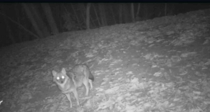 Doğa Tutkunu, Yaban Hayatını Kayıt Altına Aldı