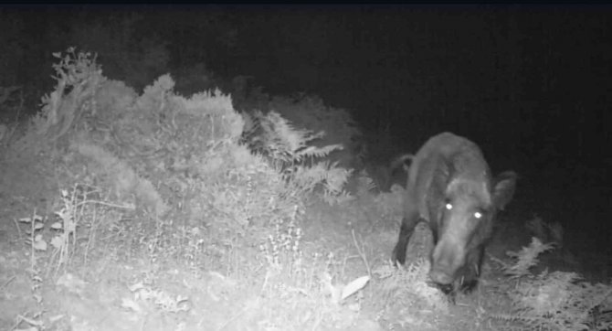 Doğa Tutkunu, Yaban Hayatını Kayıt Altına Aldı