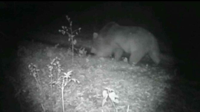 Doğa Tutkunu, Yaban Hayatını Kayıt Altına Aldı