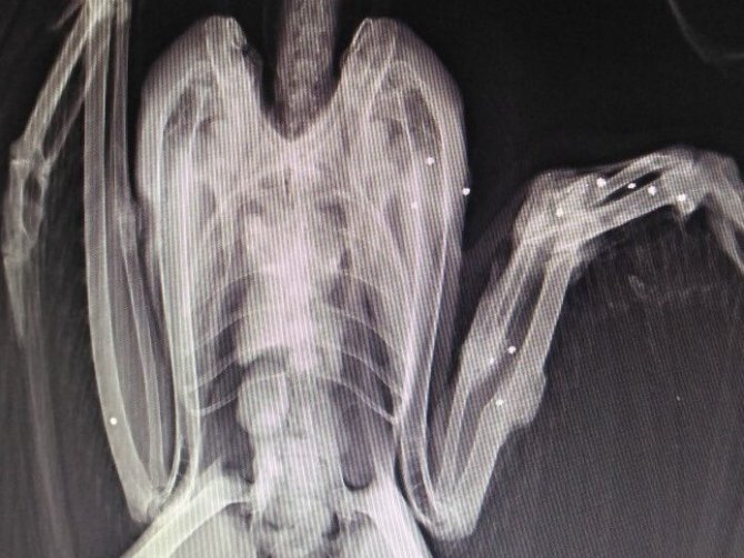 Yaban Hayvanlarının Yaraları Sarıkum’da Sarılıyor