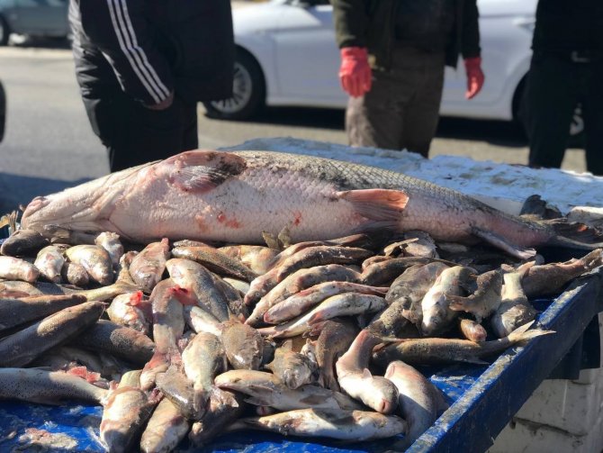 75 Kiloluk Dev Balık Tezgâhta Alıcı Buluyor