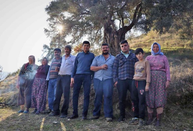 Başkan Özcan Zeytin Hasadına Katıldı, Üreticilerle Bir Araya Geldi
