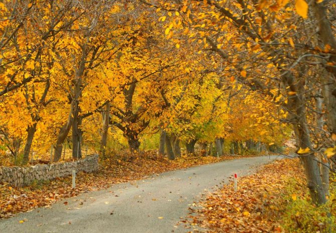 Cumhurbaşkanı Karayolu Sözü Verdi İlçede Turizm İçin Hazırlıklar Hızla Devam Ediyor