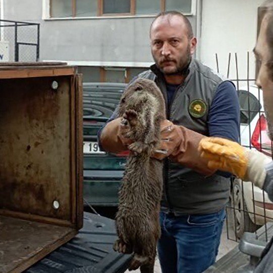 Yaban Hayvanlarının Yaraları Sarıkum’da Sarılıyor