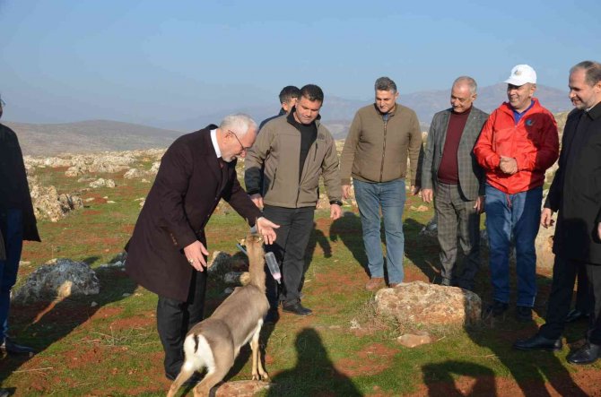 Özenle Korunan Dağ Ceylanları Çoğalıyor