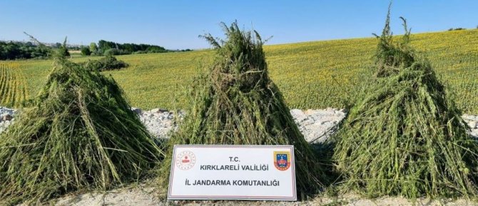 Kırklareli’nde Bir Yılda 2 Milyon 878 Bin 335 Kök Kenevir Ele Geçirildi