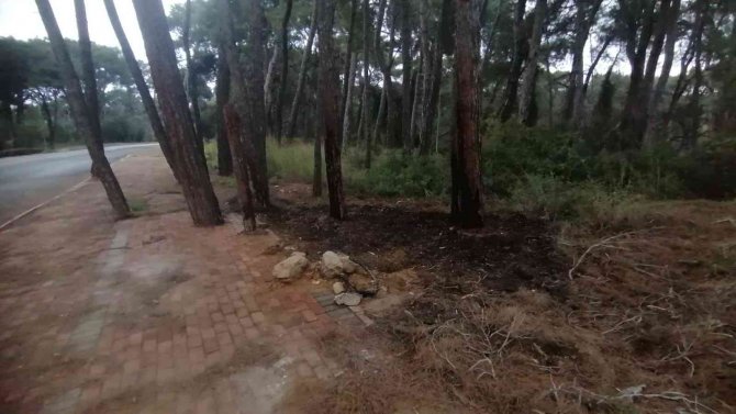 Sorgun Çamlığı’nda Orman Yangını Büyümeden Söndürüldü
