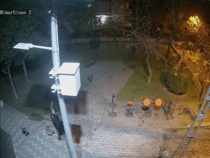 Ümraniye’de Sokak Köpeklerine Ateş Eden Saldırganının Önüne Geçerek Canını Siper Etti
