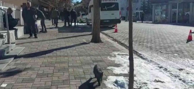 Hozat’ta Kuduz Karantinası: Sokak Hayvanları Aşılanıyor