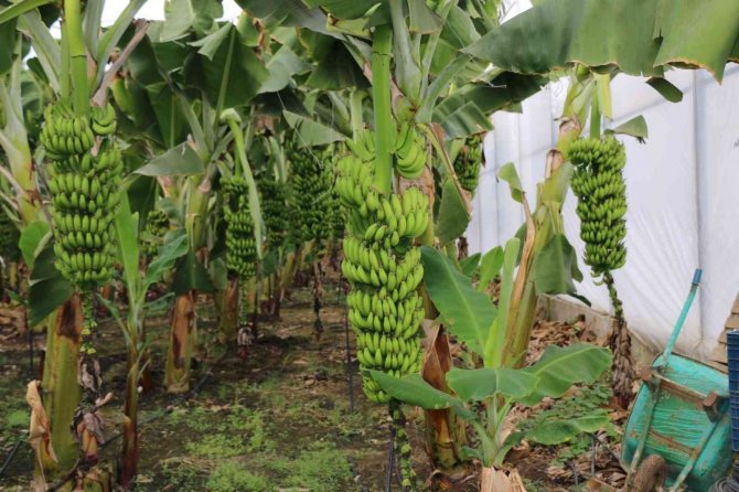 Kaliteli Muz Üretimi Pazarlama İle Desteklenmeli