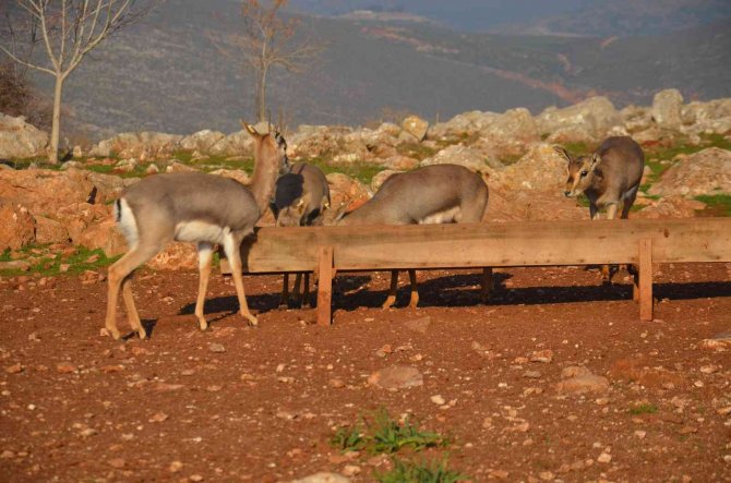 Özenle Korunan Dağ Ceylanları Çoğalıyor