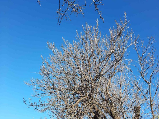Kış Ortasında Çiçek Açan Badem Ağaçları Şaşırttı