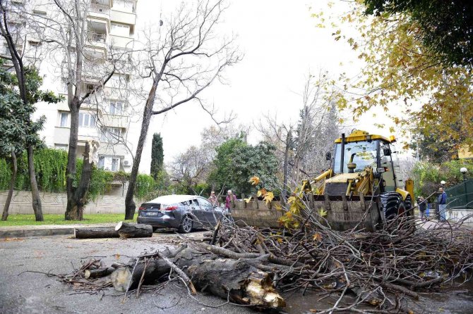 Devrilen Ağaç Lüks Otomobili Hurdaya Çevirdi