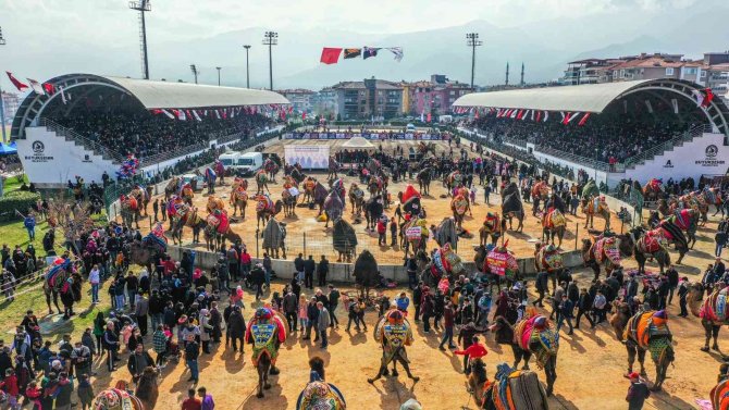 Denizli’de Hafta Sonu 120 Pehlivan Deve Güreşecek